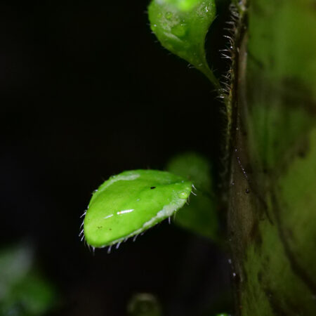 Microgramma Heterophylla