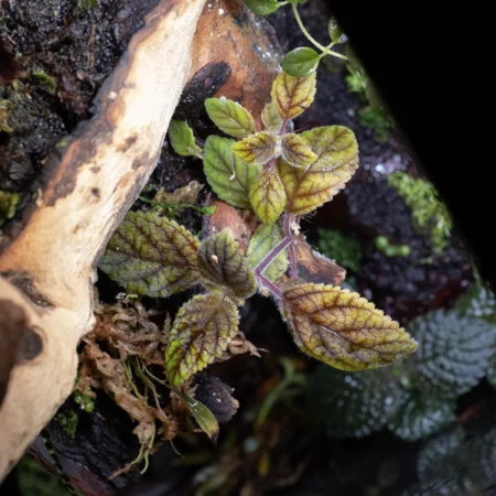 Amallophyllon Divaricatum