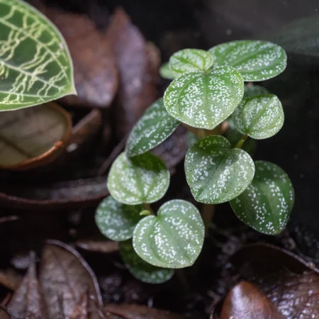 Peperomia Antoniana Green
