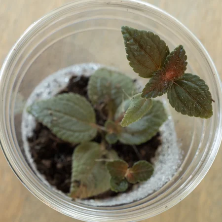 Pilea Dark Ecuador