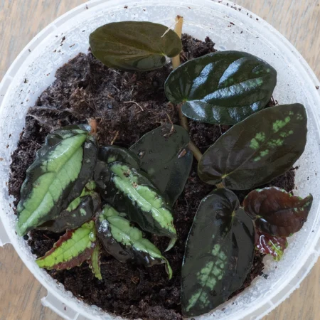 Pellonia Repens