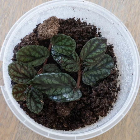 Pellonia Pulchra