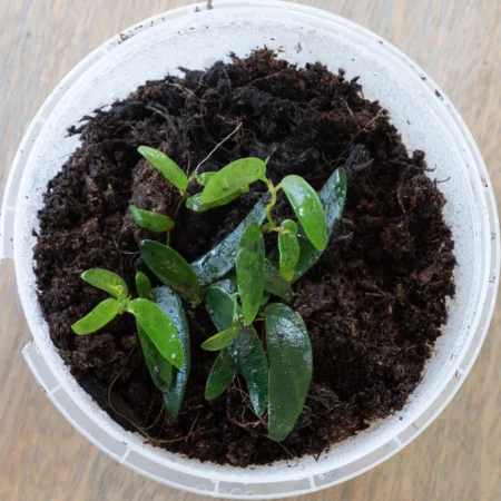 Ficus Ruginerva