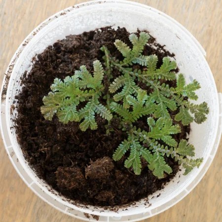 Selaginella Uncinata
