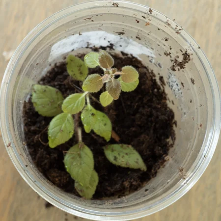 Diastema Vexans