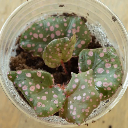 Begonia Maura Wahua