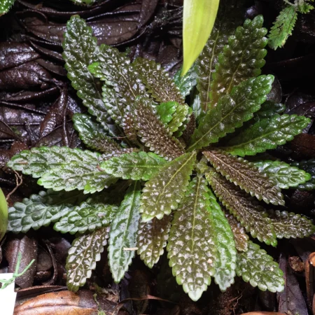 Nautilocalyx Pemphidius