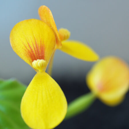 Begonia Prismatocarpa
