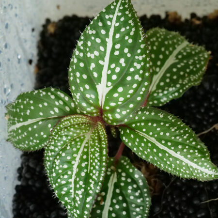 Sonerila Green