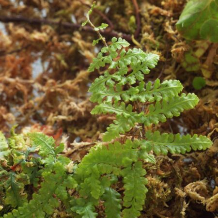 Teratophyllum Rotundafoliatum