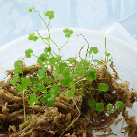 Hydrocotyle Tripartita Mini