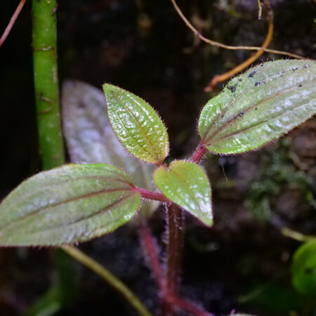 Aciotis Aristellata