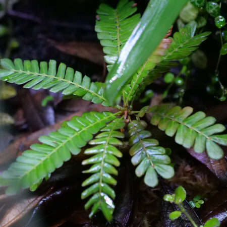 Biophytum Ecuador