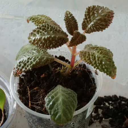 Nautilocalyx Ecuadoranus