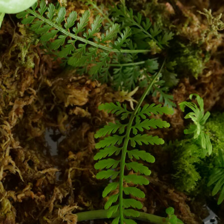 Asplenium Elegantulus