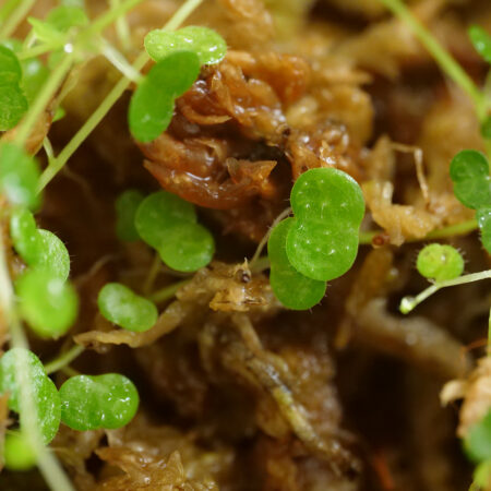 Peperomia Emarginella