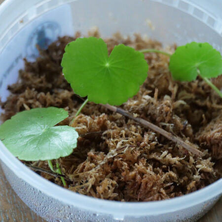 Hydrocotyle Leucocephala (Brazilian Penny Wort)