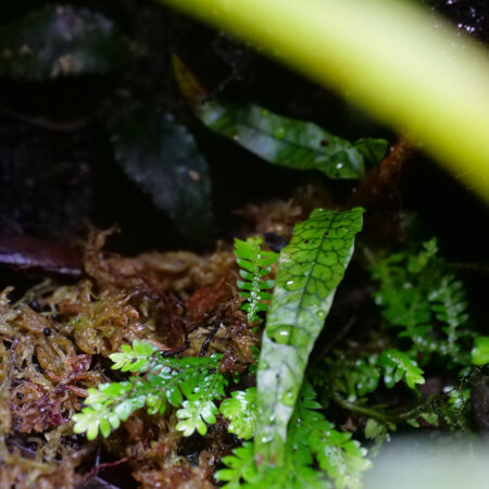Microgramma Lycopodioides Ecuador