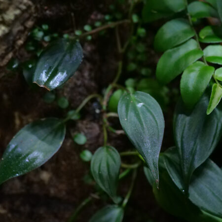 Philodendron Micans