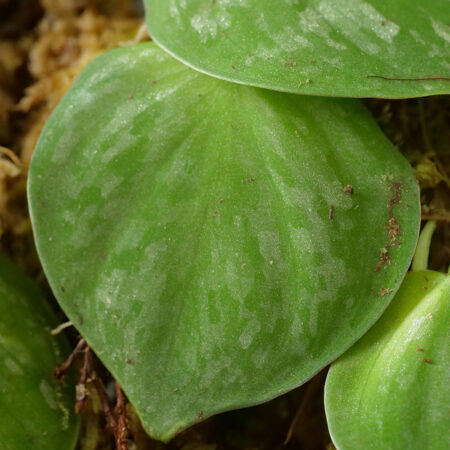 Philodendron Mottled Fitzcarraldo