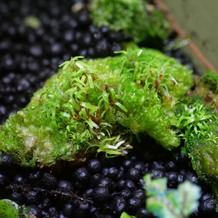 Octoblepharum Moss