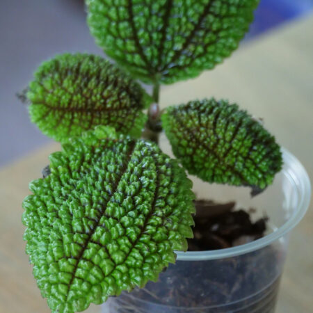 Pilea Involucrata