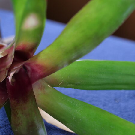 Neoregelia Bromeliad Large