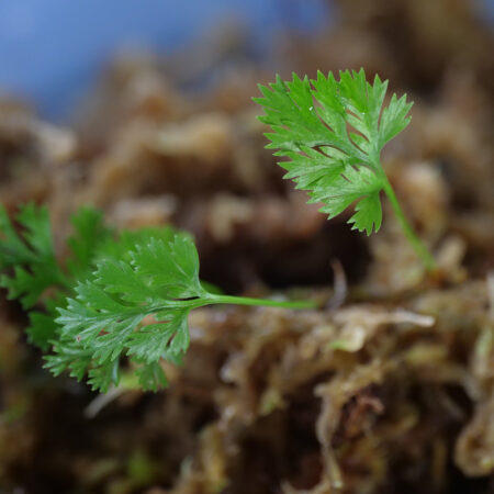 Davallia Parvula