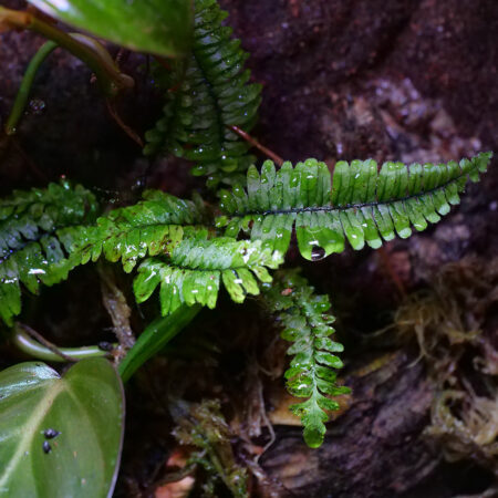 Pecluma Northern Peru