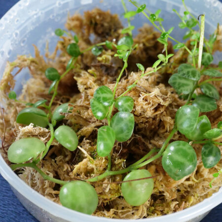 Peperomia Prostrata