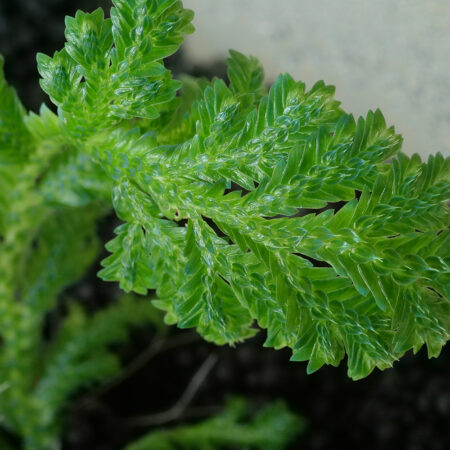 Selaginella Tocache Blue