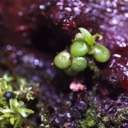 Bulbophyllum Moniliforme