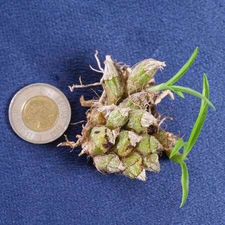 Acriopsis Indica Wight