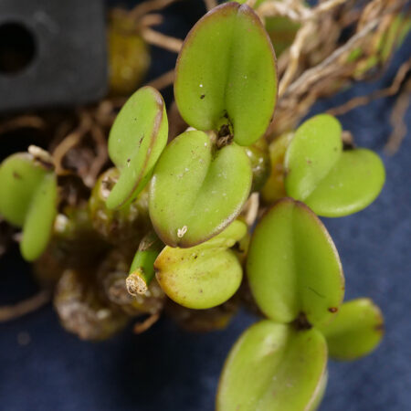 Dendrobium Pachyphyllum pink