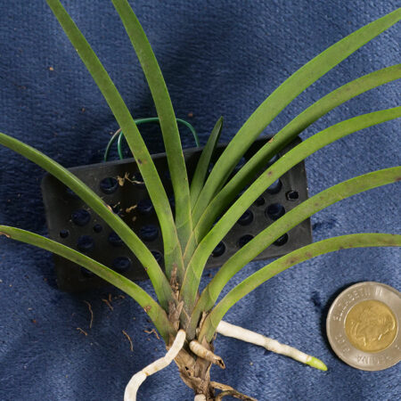 Neofinetia Falcata