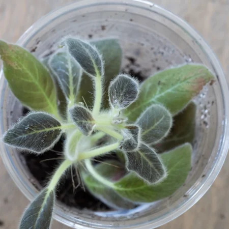 Kohleria Amabilis