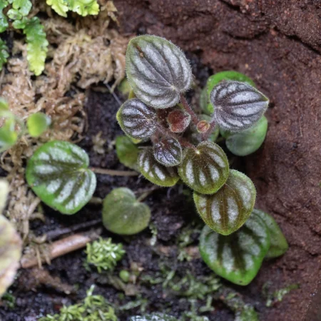 Peperomia sp. "Colombia"