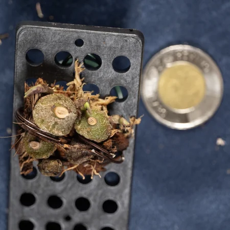 Bulbophyllum Muscarirubrum