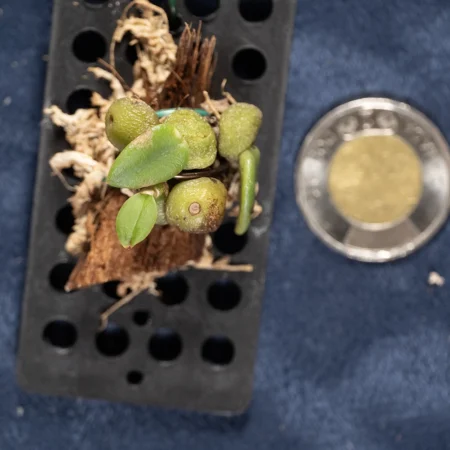 Bulbophyllum Elliotii
