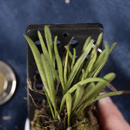 Ceratostylis Pleurothallis