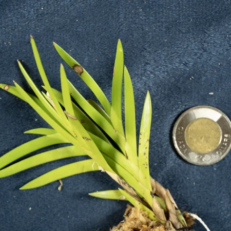 Bromheadia Aporoides