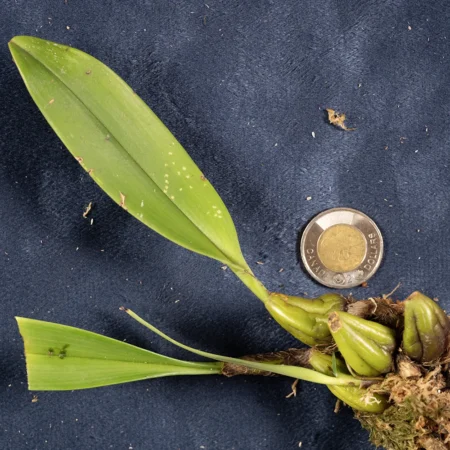 Bulbophyllum Helenae