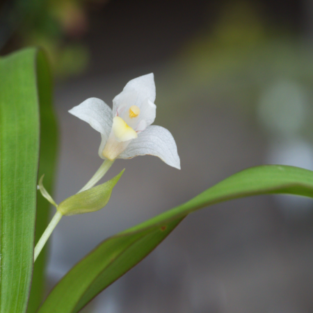 Pinalia Acervata