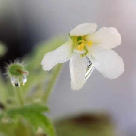 Amallophyllon Clarkii