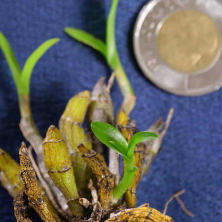 Dendrobium Capillipes