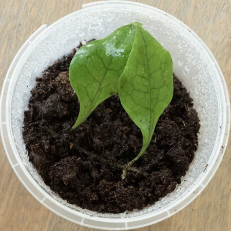 Microsorum Linguiforme