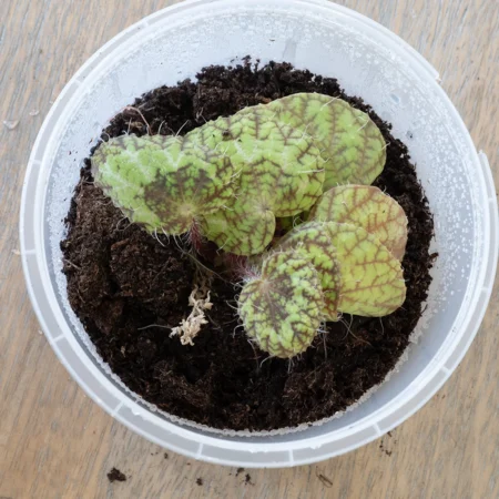 Begonia Sizemorea