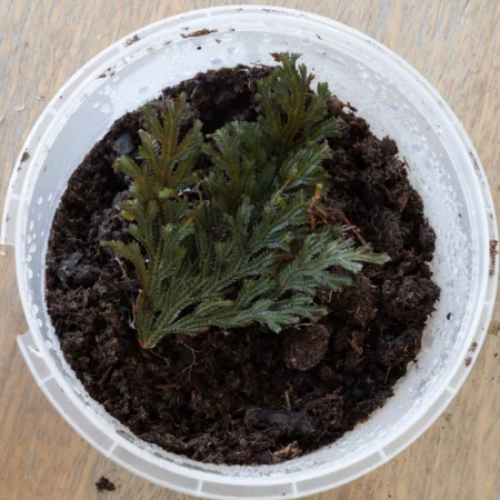 Selaginella Erythropus