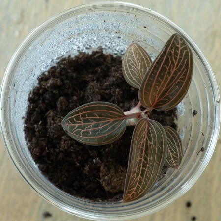 Ludisia Discolor