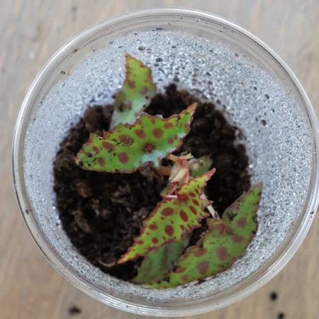 Begonia Amphioxus